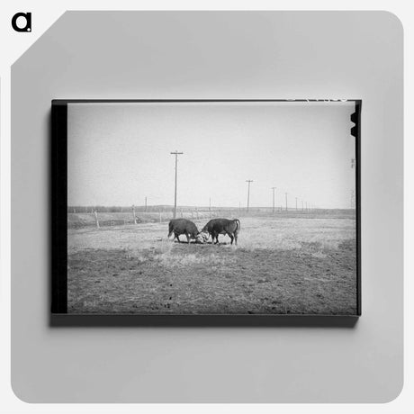 アートパネル-Hereford Bulls Fighting
 - ラッセル リー Canvas.