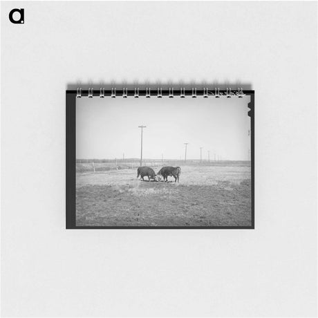 アートメモ帳-Hereford Bulls Fighting
 - ラッセル リー Memo.