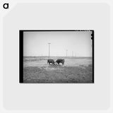 アートポストカード-Hereford Bulls Fighting
 - ラッセル リー Postcard.