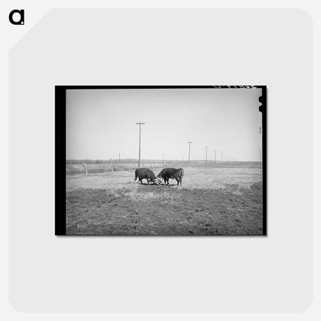 アートポストカード-Hereford Bulls Fighting
 - ラッセル リー Postcard.