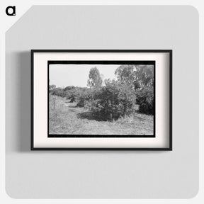 アートポスター-Orange Groves, Arizona
 - ラッセル リー Poster.