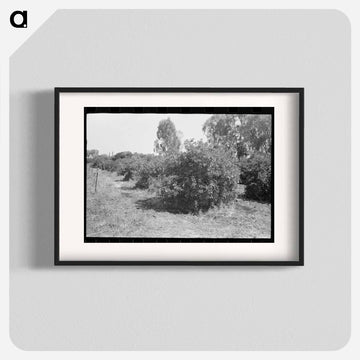 Orange Groves, Arizona
 - ラッセル リー Poster.