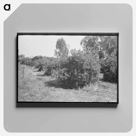 アートパネル-Orange Groves, Arizona
 - ラッセル リー Canvas.