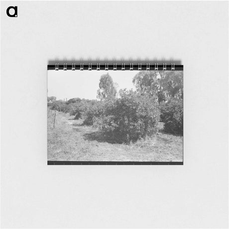 アートメモ帳-Orange Groves, Arizona
 - ラッセル リー Memo.