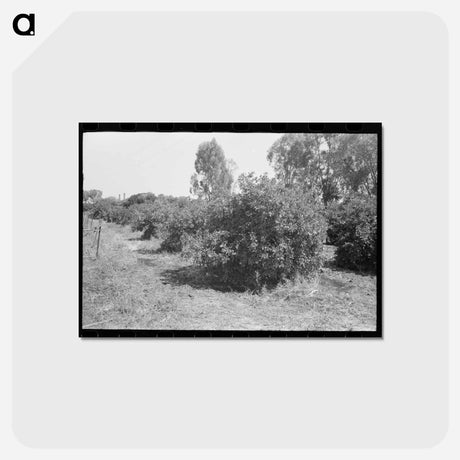 アートポストカード-Orange Groves, Arizona
 - ラッセル リー Postcard.