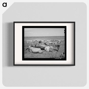 Nyssa Heights Cattle
 - ラッセル リー Poster.