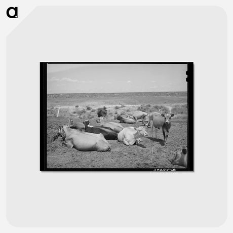 アートポストカード-Nyssa Heights Cattle
 - ラッセル リー Postcard.