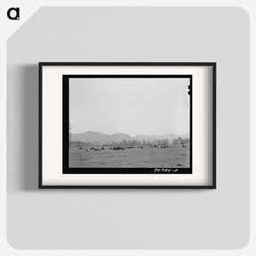 アートポスター-Tillamook County Cattle
 - ラッセル リー Poster.