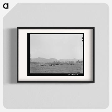 Tillamook County Cattle
 - ラッセル リー Poster.