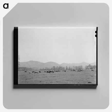 アートパネル-Tillamook County Cattle
 - ラッセル リー Canvas.