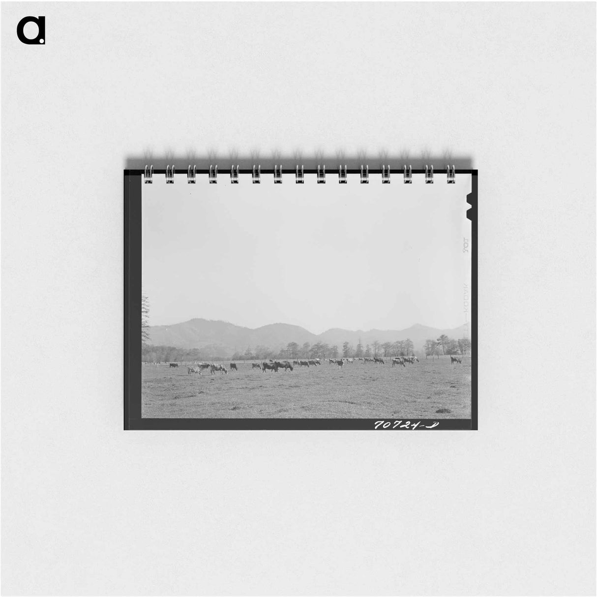 アートメモ帳-Tillamook County Cattle
 - ラッセル リー Memo.