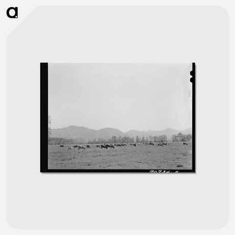 アートポストカード-Tillamook County Cattle
 - ラッセル リー Postcard.