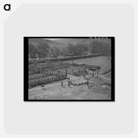 アートポストカード-Cimarron Lambs
 - ラッセル リー Postcard.