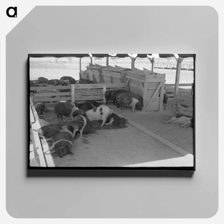アートパネル-Hogs at Casa Grande Valley Farms
 - ラッセル リー Canvas.