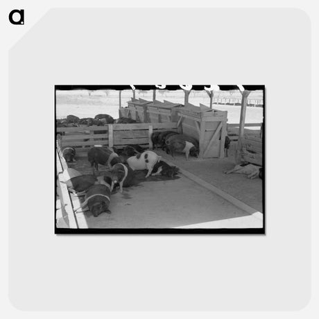 アートポストカード-Hogs at Casa Grande Valley Farms
 - ラッセル リー Postcard.