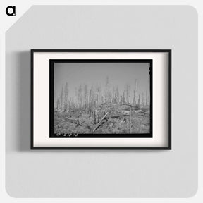アートポスター-Burned Over Forest Land
 - ラッセル リー Poster.