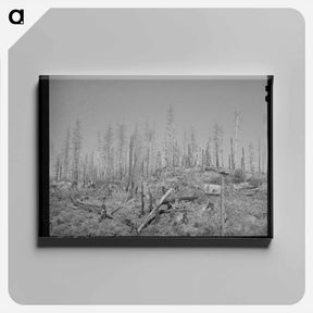 アートパネル-Burned Over Forest Land
 - ラッセル リー Canvas.