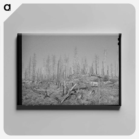 アートパネル-Burned Over Forest Land
 - ラッセル リー Canvas.