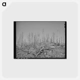 アートポストカード-Burned Over Forest Land
 - ラッセル リー Postcard.