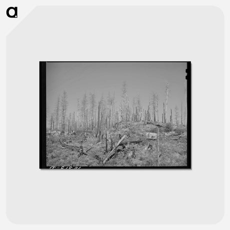 アートポストカード-Burned Over Forest Land
 - ラッセル リー Postcard.