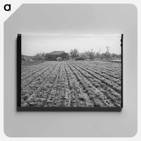アートパネル-Young Spinach in Rows
 - ラッセル リー Canvas.