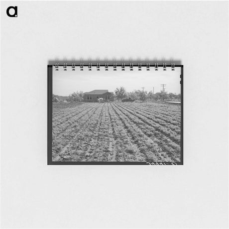 アートメモ帳-Young Spinach in Rows
 - ラッセル リー Memo.