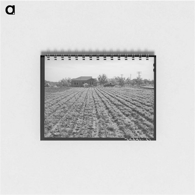 アートメモ帳-Young Spinach in Rows
 - ラッセル リー Memo.