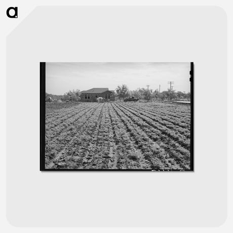 アートポストカード-Young Spinach in Rows
 - ラッセル リー Postcard.