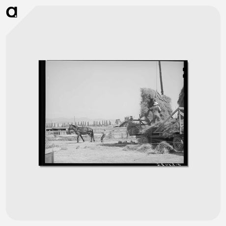 アートポストカード-Mormon Hay Stacker
 - ラッセル リー Postcard.