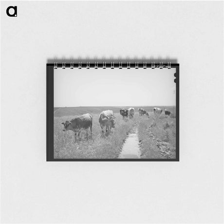 アートメモ帳-Browning's Cows, Dead Ox Flat
 - ラッセル リー Memo.