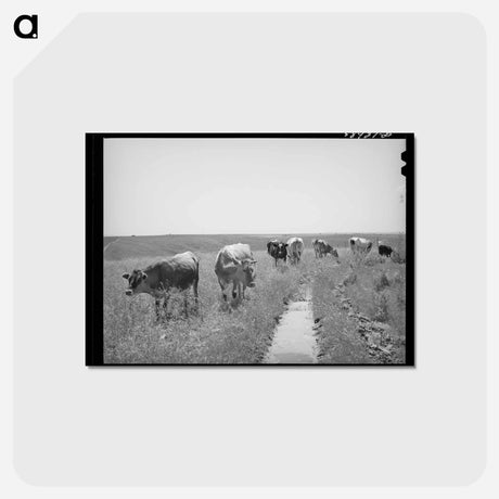 アートポストカード-Browning's Cows, Dead Ox Flat
 - ラッセル リー Postcard.