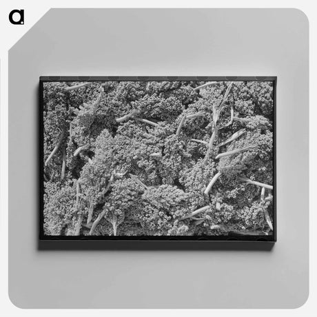 アートパネル-Kaffir Corn, Marshall, Texas
 - ラッセル リー Canvas.