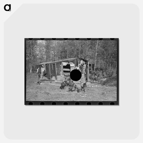アートポストカード-Shed and Turkeys on Cut-Over Farm
 - ラッセル リー Postcard.
