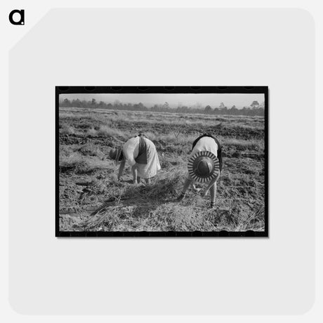 アートポストカード-Sweet Potato Harvest
 - ラッセル リー Postcard.