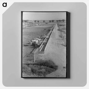 アートパネル-Dairy Cattle at the Feed Trough
 - ラッセル リー Canvas.