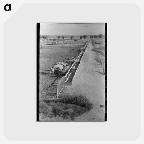 アートポストカード-Dairy Cattle at the Feed Trough
 - ラッセル リー Postcard.