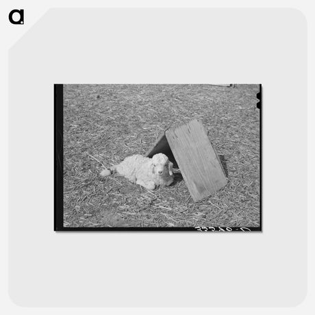 アートポストカード-Kimble County Shelter
 - ラッセル リー Postcard.