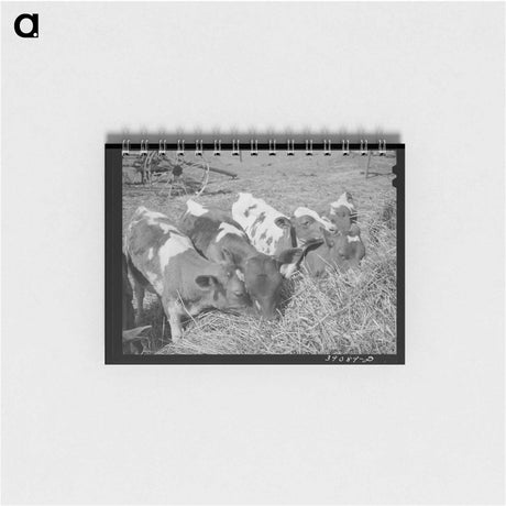 アートメモ帳-Mr. White's Calves
 - ラッセル リー Memo.