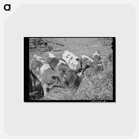 アートポストカード-Mr. White's Calves
 - ラッセル リー Postcard.