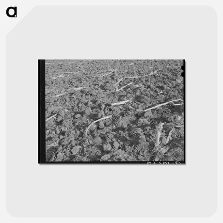 アートポストカード-Plowed Cornfield, McLennan County
 - ラッセル リー Postcard.