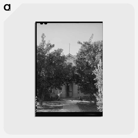 アートポストカード-Orange Trees in Placer County
 - ラッセル リー Postcard.