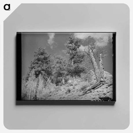 アートパネル-Telluride Timberline
 - ラッセル リー Canvas.