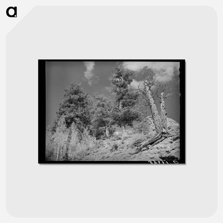 アートポストカード-Telluride Timberline
 - ラッセル リー Postcard.