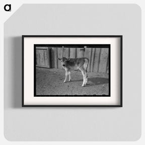 アートポスター-Calf at Casa Grande Farms
 - ラッセル リー Poster.