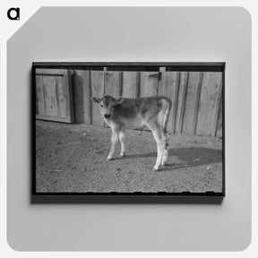 アートパネル-Calf at Casa Grande Farms
 - ラッセル リー Canvas.