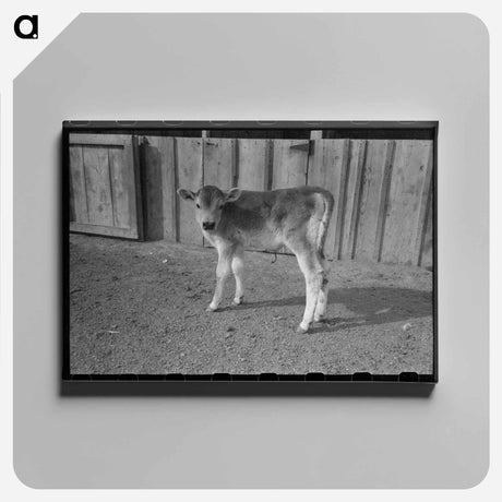 アートパネル-Calf at Casa Grande Farms
 - ラッセル リー Canvas.