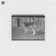 アートメモ帳-Calf at Casa Grande Farms
 - ラッセル リー Memo.