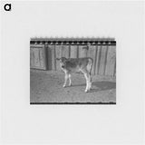 アートメモ帳-Calf at Casa Grande Farms
 - ラッセル リー Memo.