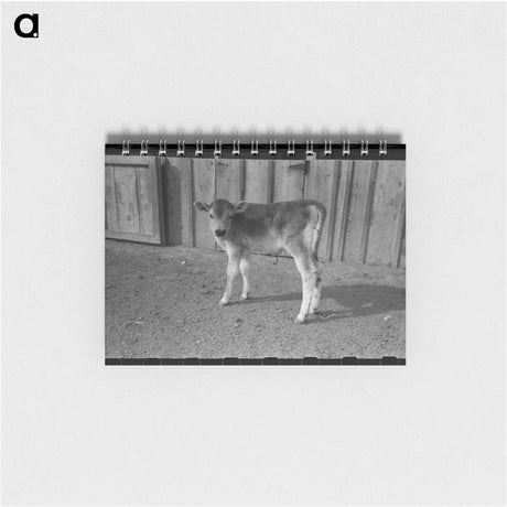 アートメモ帳-Calf at Casa Grande Farms
 - ラッセル リー Memo.
