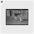 アートポストカード-Calf at Casa Grande Farms
 - ラッセル リー Postcard.